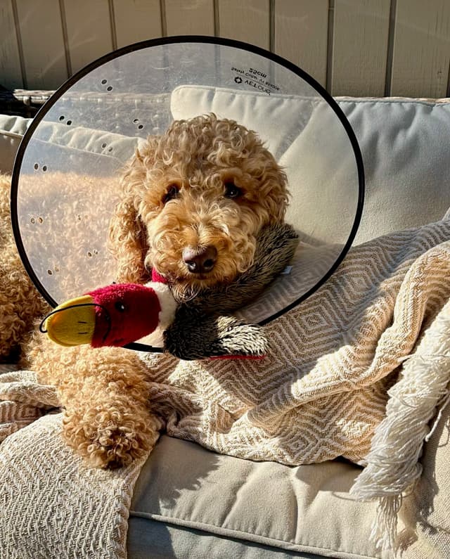 golden-doodle