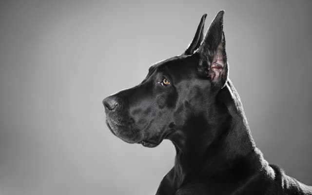 great-dane